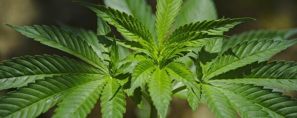 Cannabis (imagen referencial) - Sputnik Mundo