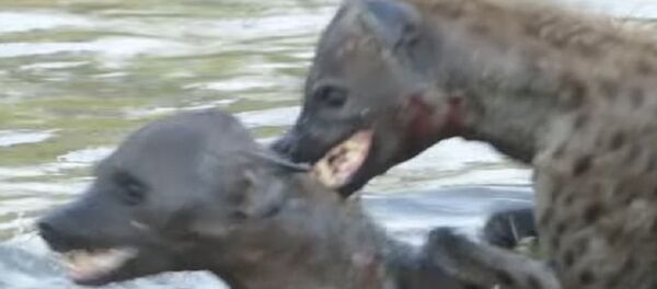 Dos hienas se baten en un duelo a matar o morir - Sputnik Mundo