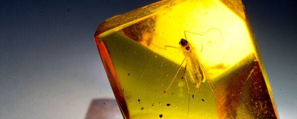 Un insecto en el trozo de ámbar - Sputnik Mundo