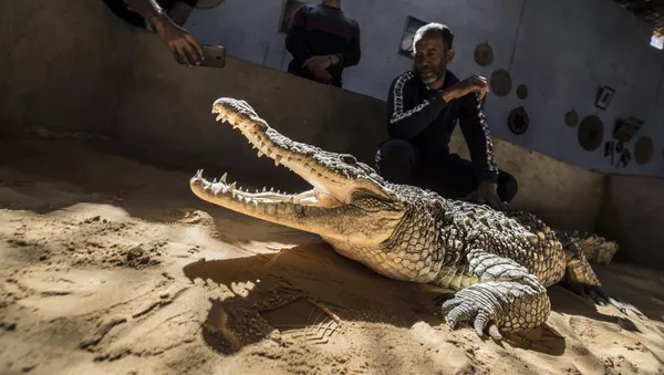 En este lugar del mundo los cocodrilos son mascotas
 - Sputnik Mundo