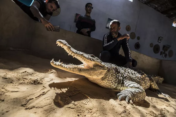 En este lugar del mundo los cocodrilos son mascotas
 - Sputnik Mundo