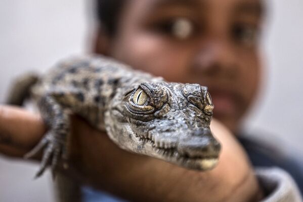En este lugar del mundo los cocodrilos son mascotas
 - Sputnik Mundo