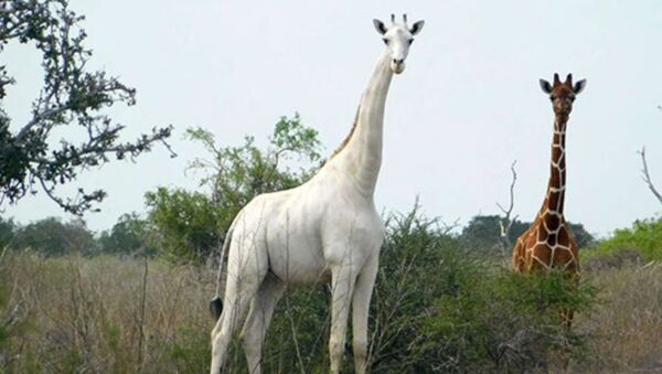 Jirafa blanca en la reserva de Ishaqbini Hirola, Kenia - Sputnik Mundo