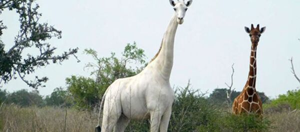 Jirafa blanca en la reserva de Ishaqbini Hirola, Kenia - Sputnik Mundo