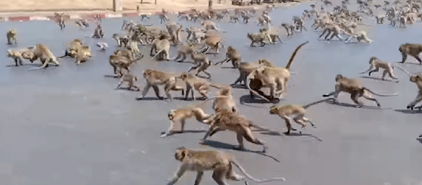 Cientos de monos hambrientos inundan las calles de una ciudad tailandesa - Sputnik Mundo