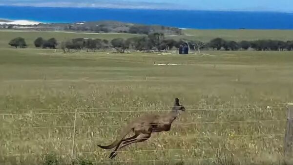 Un canguro compite con un auto - Sputnik Mundo