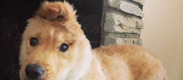 Rae, la perrita con una sola orejita - Sputnik Mundo