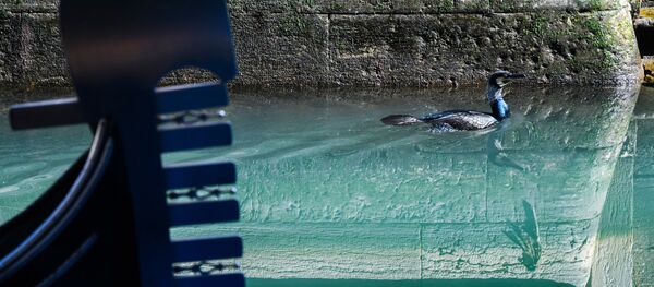 Cómo se han limpiado los canales de Venecia por el coronavirus

 - Sputnik Mundo