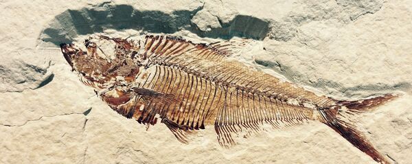 Un fósil (imágen referencial) - Sputnik Mundo