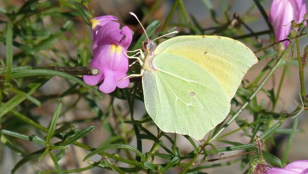 Una mariposa limonera - Sputnik Mundo