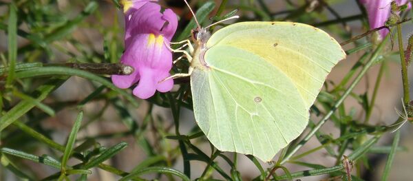 Una mariposa limonera - Sputnik Mundo