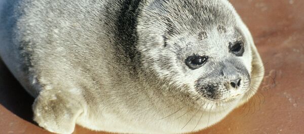 Una nerpa - Sputnik Mundo