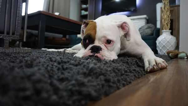 Un perro triste, referencial - Sputnik Mundo