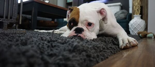 Un perro triste, referencial - Sputnik Mundo