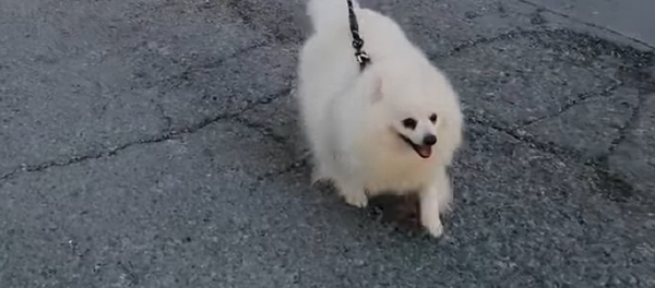 Un método poco ortodoxo para pasear a tu perro sin violar la cuarentena - Sputnik Mundo