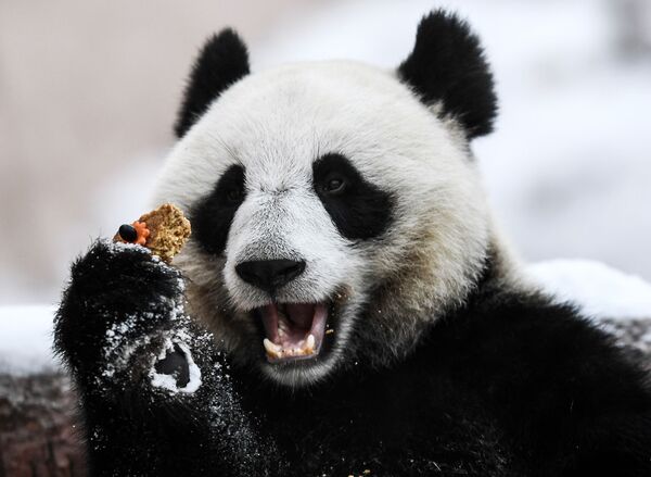 Cinco lugares de Moscú y San Petersburgo que puedes visitar sin salir de casa - Sputnik Mundo