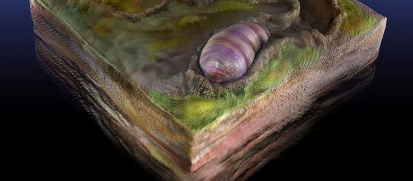 Ikaria wariootia, antepasado de todos los animales bilaterales incluidos los humanos (reconstrucción gráfica) - Sputnik Mundo