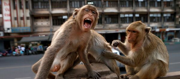 Lopburi: la ciudad tailandesa que el coronavirus convirtió en el imperio de los monos  - Sputnik Mundo