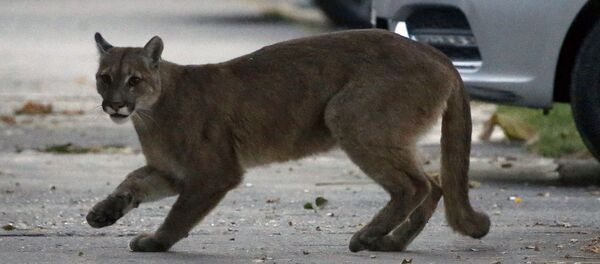 Los animales salvajes invaden las ciudades en plena pandemia - Sputnik Mundo