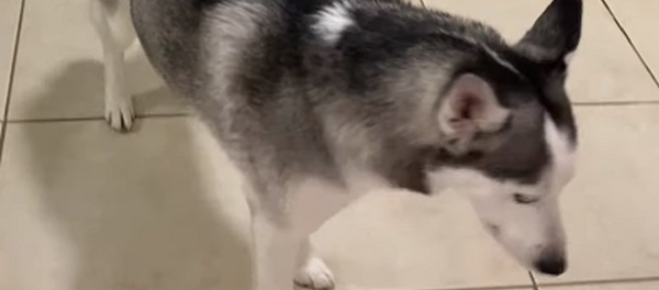 Este perro sí que sabe respetar la distancia de seguridad en cuarentena - Sputnik Mundo