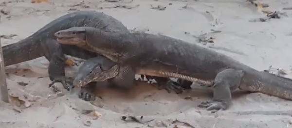 Todos contra todos: tres varanos se las ven en un combate feroz - Sputnik Mundo