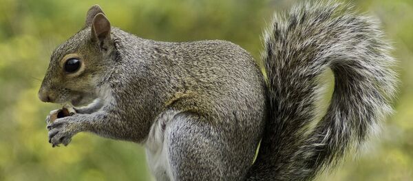 Una ardilla, referencial - Sputnik Mundo