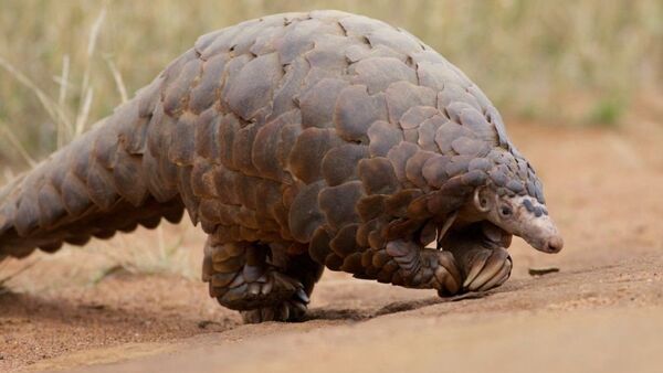 Un pangolín - Sputnik Mundo
