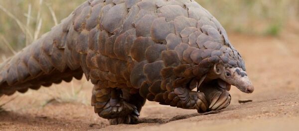 Un pangolín - Sputnik Mundo