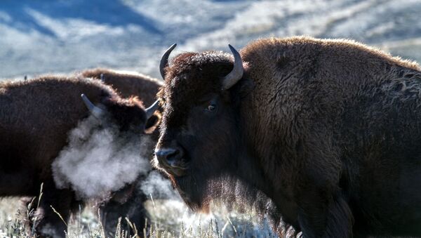 Bisontes (imagen referencial) - Sputnik Mundo