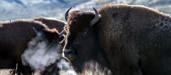Bisontes (imagen referencial) - Sputnik Mundo