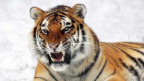 Un tigre - Sputnik Mundo