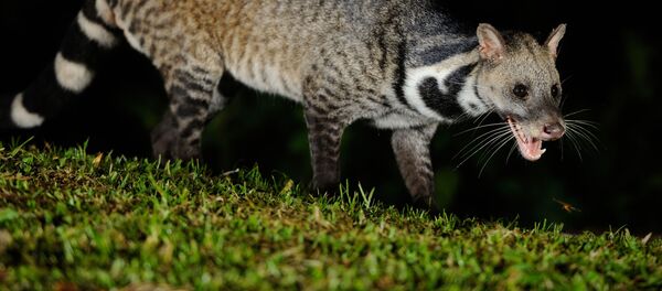 Civeta india (archivo) - Sputnik Mundo