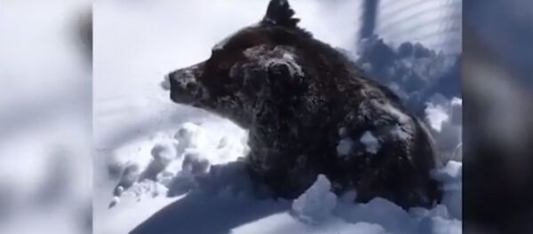 Así se despierta un oso tras una larga hibernación - Sputnik Mundo