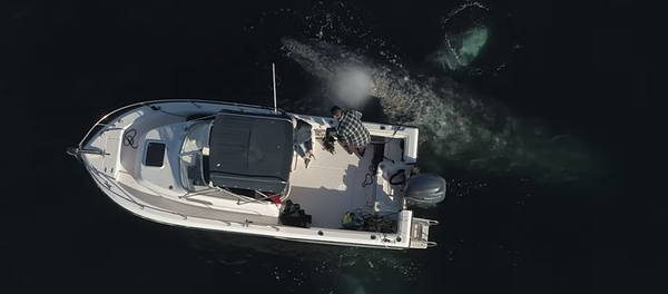 Unas amistosas ballenas se acercan a un bote para jugar - Sputnik Mundo