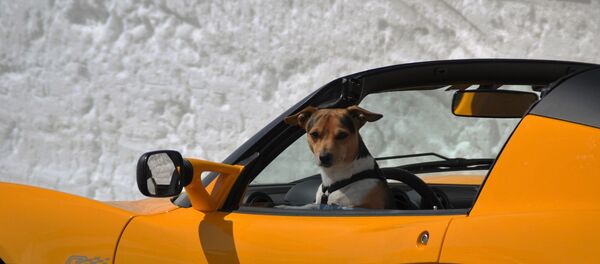Un perro al volante, imagen ilustrativa - Sputnik Mundo