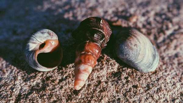 Unas conchas (imagen referencial) - Sputnik Mundo