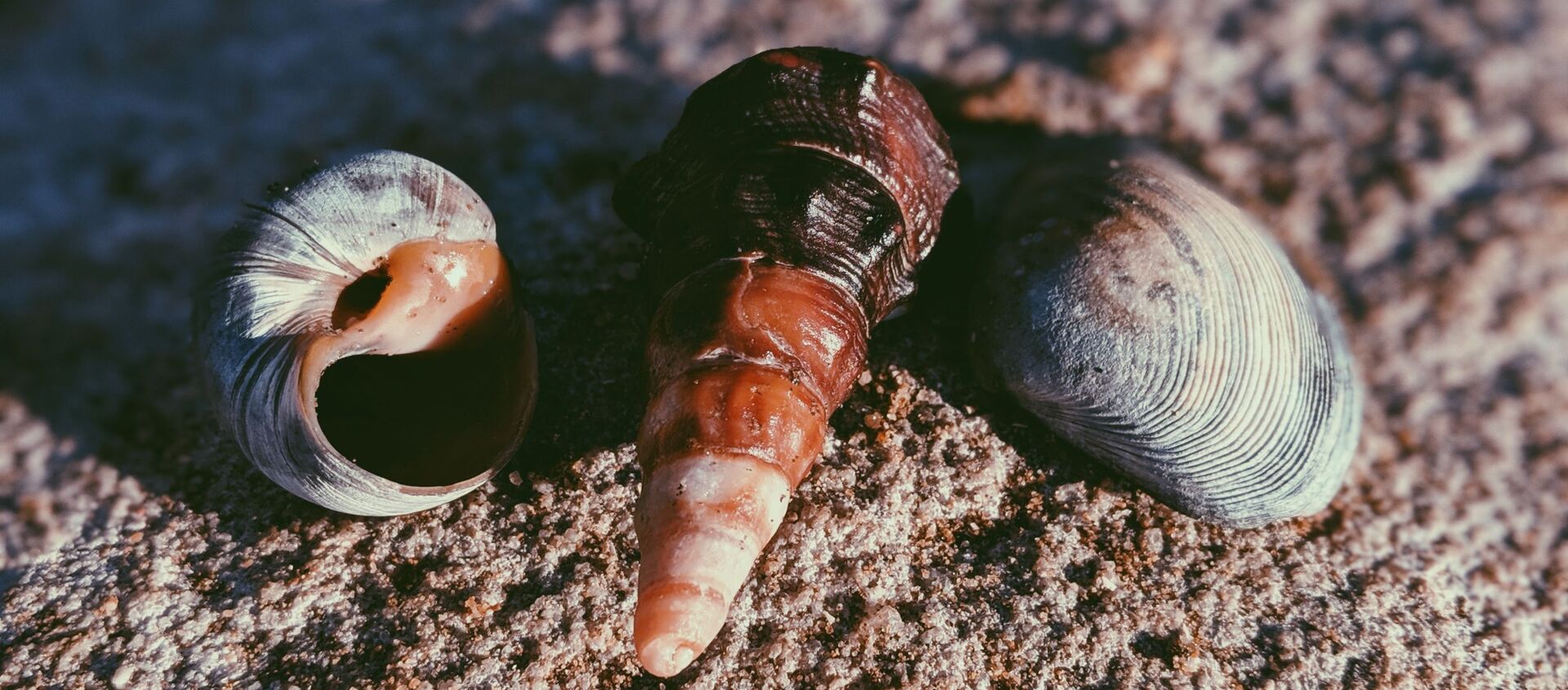 Unas conchas (imagen referencial) Unas conchas (imagen referencial) - Sputnik Mundo, 1920, 02.04.2020