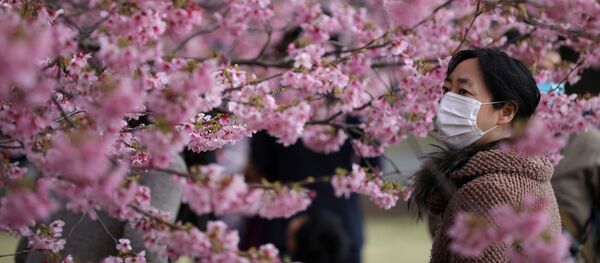 Una visitante con una máscara protectora goza de los cerezos en flor en el Jardín Nacional de Shinjuku Gyoen en Tokio. - Sputnik Mundo