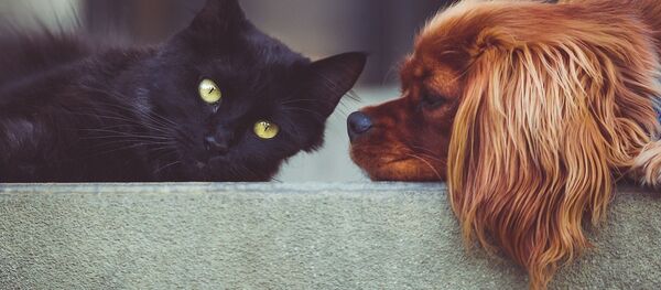 Un perro y un gato - Sputnik Mundo