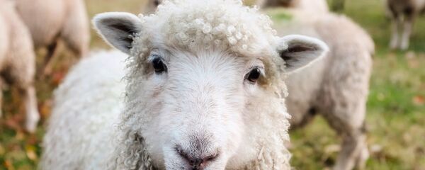 Oveja Oveja - Sputnik Mundo