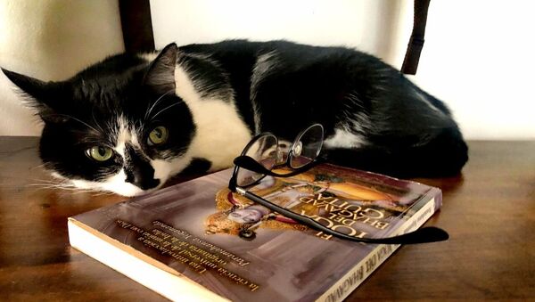 Un gato durante la cuarentena - Sputnik Mundo