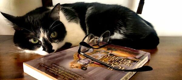 Un gato durante la cuarentena - Sputnik Mundo