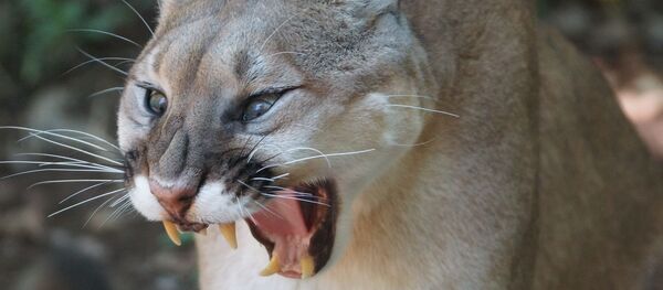 Un puma (archivo) Un puma (archivo) - Sputnik Mundo