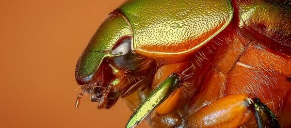 Un escarabajo (imagen referencial) - Sputnik Mundo