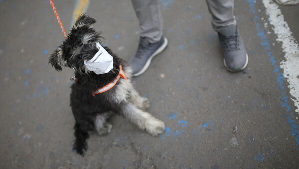 Un perro lleva puesta una mascarilla en Soacha, Colombia (archivo) - Sputnik Mundo