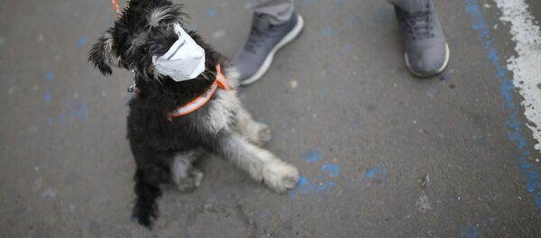 Un perro lleva puesta una mascarilla en Soacha, Colombia (archivo) - Sputnik Mundo