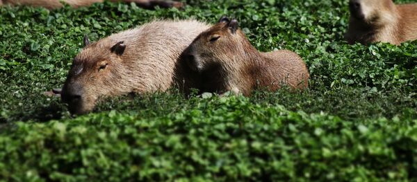 Capibaras - Sputnik Mundo