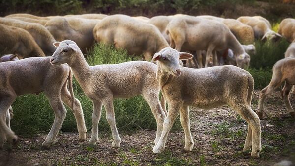 Corderos - Sputnik Mundo