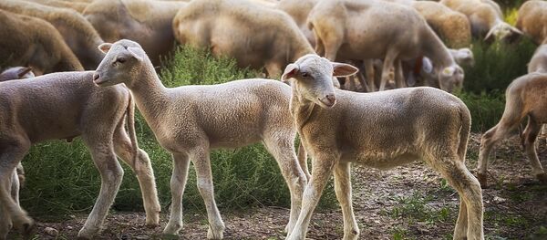 Corderos Corderos - Sputnik Mundo