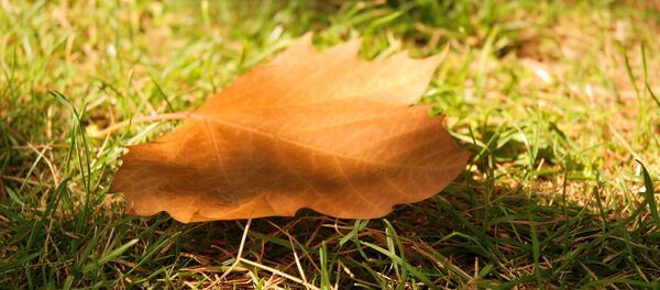 Otoño - Sputnik Mundo